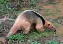 Tamandua - murachy négy ujj
